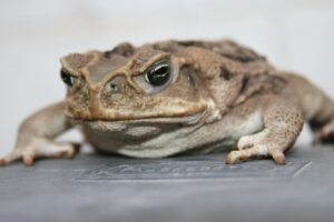 肌荒れが生理前に起こる理由とホルモンバランスに合わせたスキンケアは？